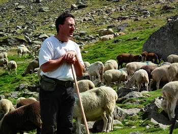 Vente directe viande mouton agneau des Pyrénées