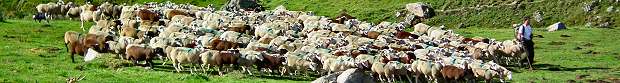 Vente directe viande mouton agneau des Pyrénées