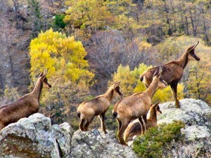 Isards des Pyrénées