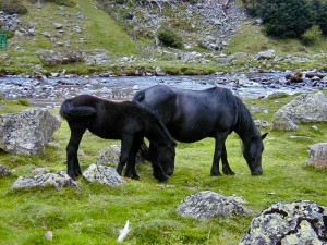 Chevaux en montagne