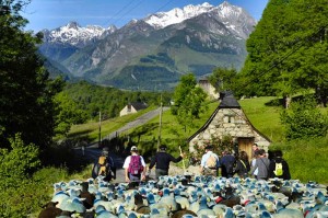 La transhumance 