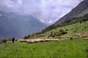 Pastoralisme 