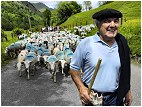 Alphonse Cazajous pendant la transhumance au mois de Juin ...